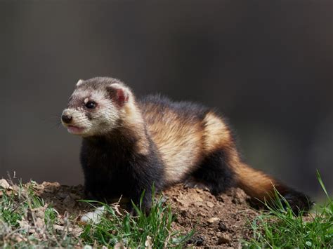 Polecat: Facts, Diet and Habitat - The Tiniest Tiger