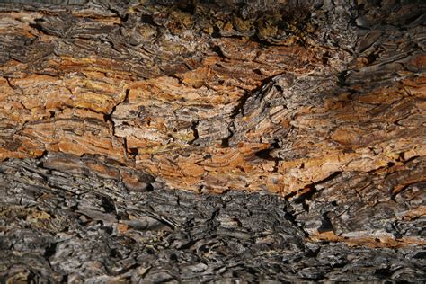 Tamarack Tree Bark Free Stock Photo - Public Domain Pictures