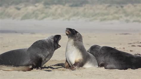 Female New Zealand Sea Lion Watching The Male Mating Fight On The Shore ...