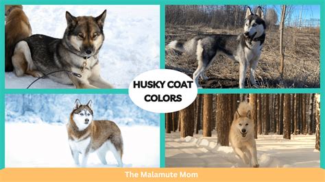 25 Unusual Siberian Husky Coat Colors & Patterns