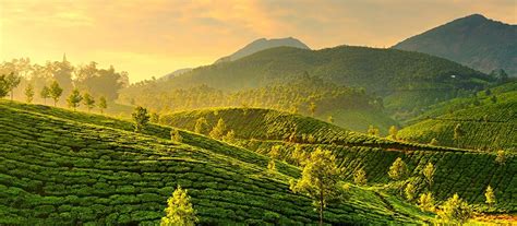 Exclusive Travel Tips for Your Destination Munnar in South India