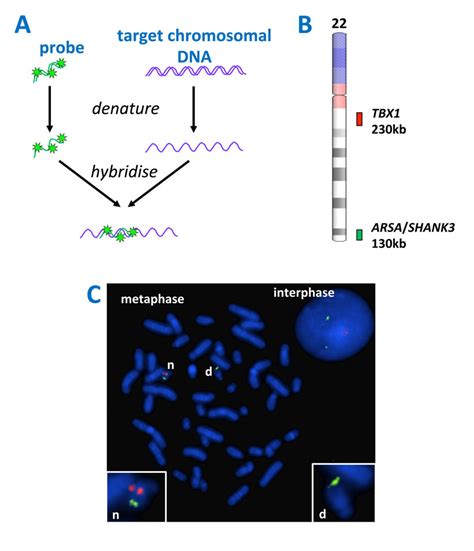 FISH (A) One or more fluorescently labelled probes are required for the... | Download Scientific ...