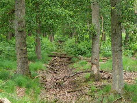 hiking in a german forest 11798225 Stock Photo at Vecteezy