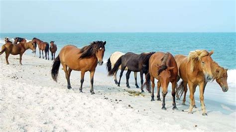 Assateague Island National Seashore | national seashore, United States ...