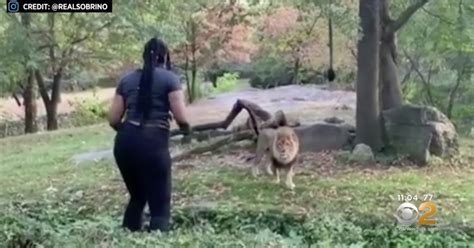 Bronx Zoo lion exhibit: Woman appears to taunt lion after she climbs ...