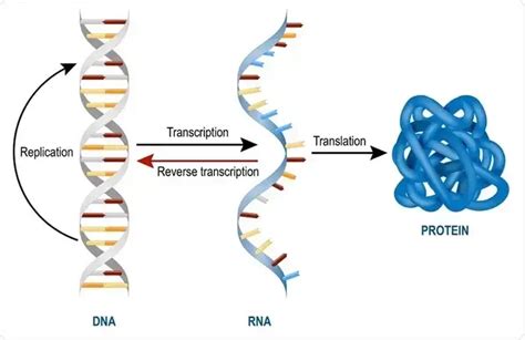 mRNA - Structure, Definition, Functions, Types - Biology Notes Online