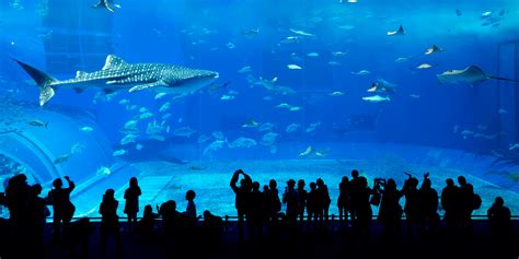 Dubai Visa Center - Aquarium