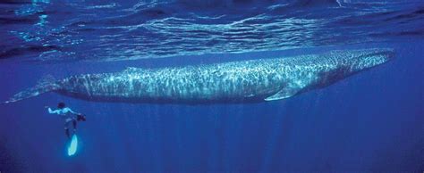 Blue Whale