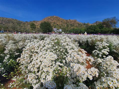 ฮอกไกโด ฟลาวเวอร์ ปาร์ค เขาใหญ่ (Hokkaido Flower Park Khaoyai) - Pet Friendly Thailand