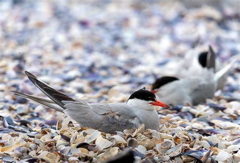 Manmade Common Tern breeding platform on Behance