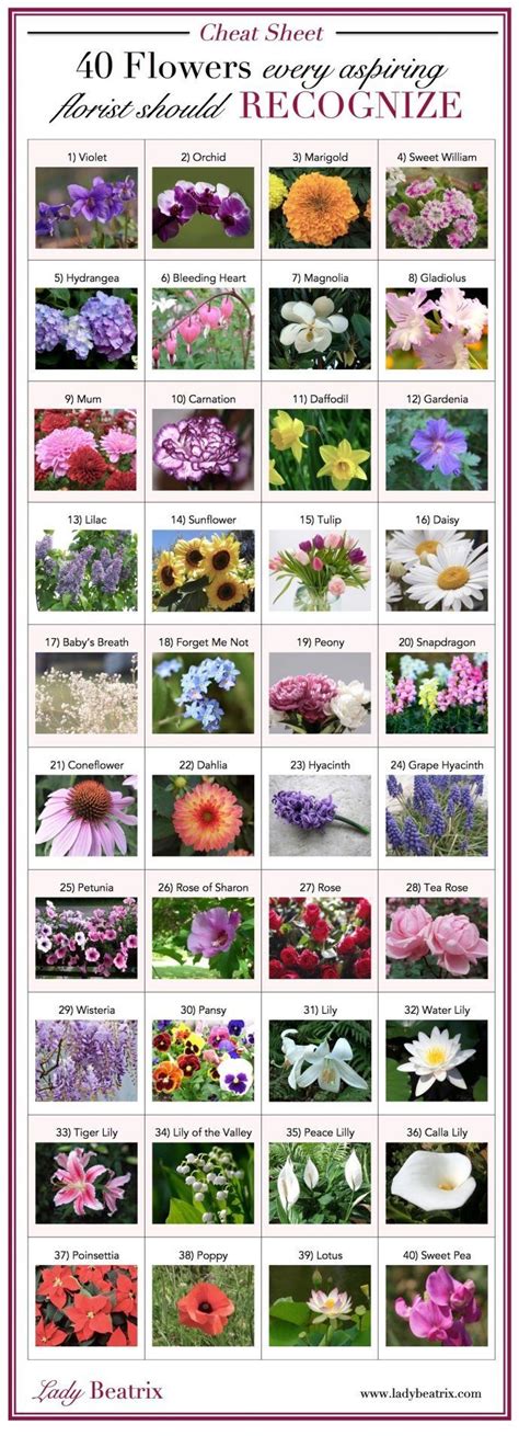 Flowers Names And Pictures A-Z / Beautiful Types Of Flowers A To Z With ...