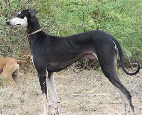 a black and white dog standing next to another brown dog in a field with trees