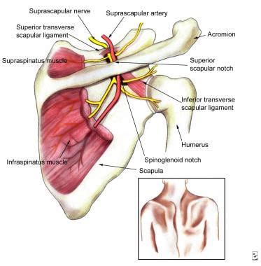 Suprascapular Neuropathy: Practice Essentials, Epidemiology, Functional Anatomy