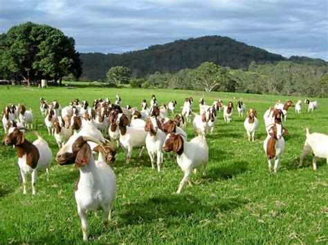 Boer Goat Farms In Louisiana | IUCN Water