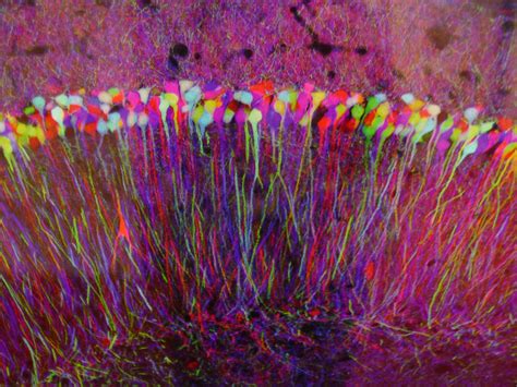 brainbow | Researchers at Harvard University have taken an i… | Flickr