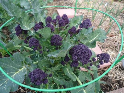 Growing Broccoli In The Pacific Northwest - Broccoli Walls