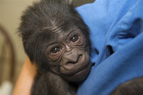 Healthy 5-pound gorilla born at Ohio zoo - CBS News