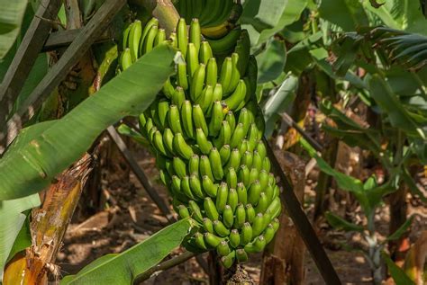 High Yield Hybrid Banana Varieties in India: State Wise Guide