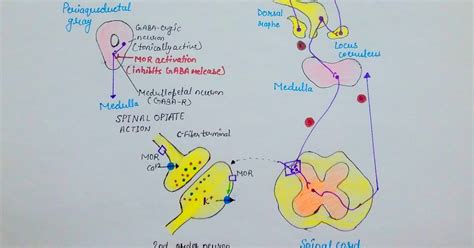 Pharmacology of Drugs: mechanism of action of metamizol