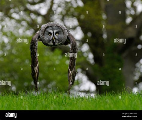 Great Grey Owl flying Stock Photo - Alamy