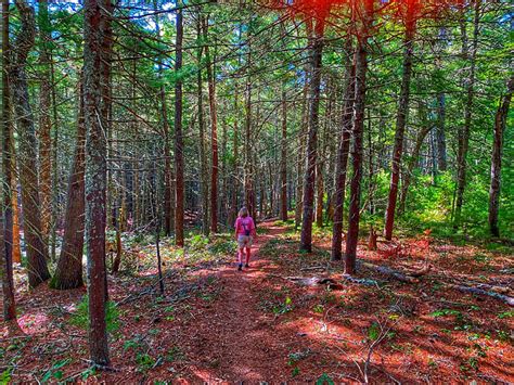 Hiking The Trails At Nickerson State Park On Cape Cod. | Cape Cod Blog