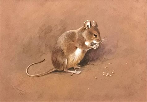 Archibald Thorburn - A field mouse | Animal paintings, Field mouse ...