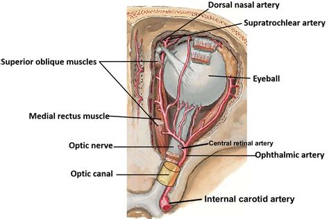 Retinal artery occlusion causes, symptoms, diagnosis, treatment & prognosis