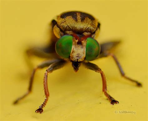 Brachycera (ID please) | Unidentified fly. Two image stack. … | Flickr