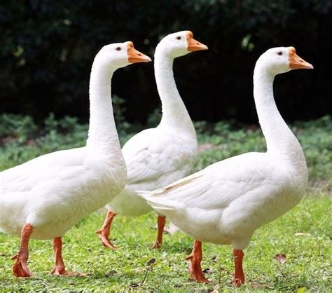 The Chinese geese are regarded as the most beautiful and graceful ...