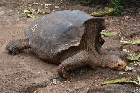 Galapagos Saddleback Tortoise - the Española race - Geoche… | Flickr