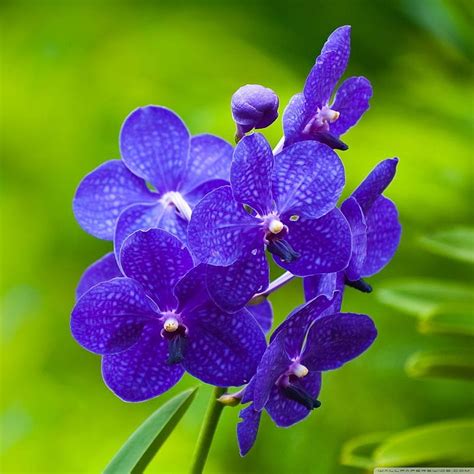 Blue And Purple Orchid, Blue and Purple Orchids, HD phone wallpaper ...