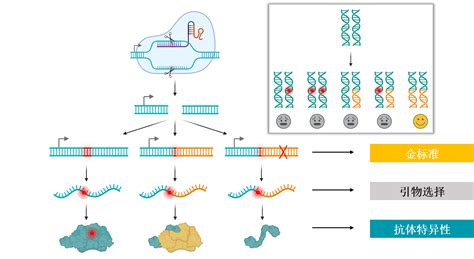 CRISPR基因编辑技术的基本原理和操作流程_生物器材网