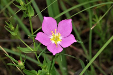 Meadow Pink Wildflower Close-up Free Stock Photo - Public Domain Pictures