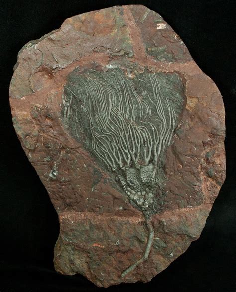 About Crinoids - FossilEra.com