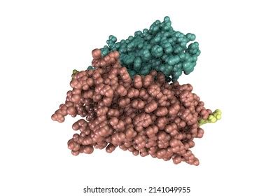 Rhodopsin Molecule 3d Illustration Retinal Pigment Stock Illustration 2141049955 | Shutterstock