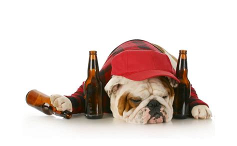 Is A Little Beer Bad For Dogs