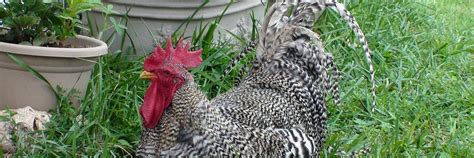 Barred Rock Chicken: Care Guide And Profile (2023)