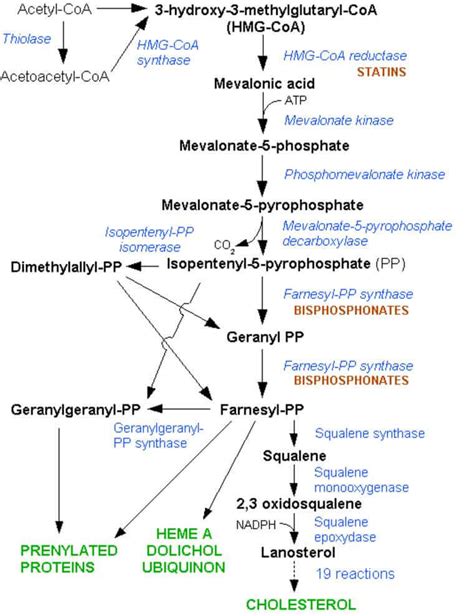 Cholesterol structure and synthesis - Microbe Notes