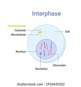 Stages Of Interphase Diagram