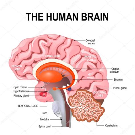 anatomía detallada del cerebro humano. 2024