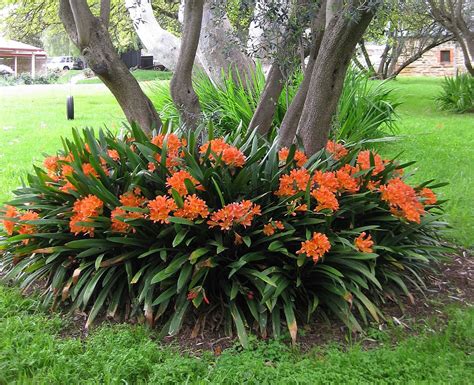 Clivia miniata