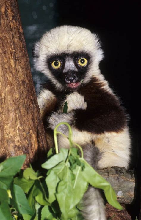 Jovian, Star of Zoboomafoo, Passes at Duke Lemur Center - ZooBorns