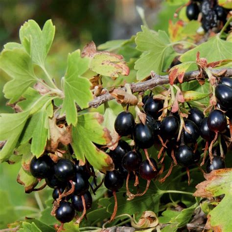 Clove Currant 'Crandall' (Ribes odoratum) | My Garden Life