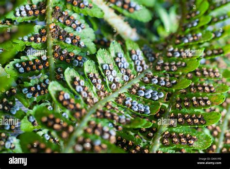 Spores on the underside of a fern leaf Stock Photo - Alamy