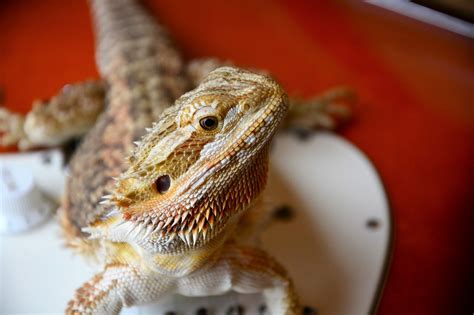 Bearded Dragon Poop 101: The Expert's Guide - Reptile Advisor