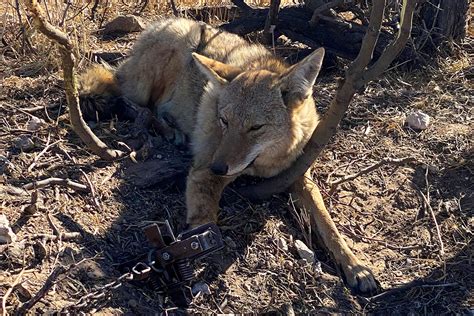 Coyote Trapping Basics: The Hows and Whys of This Predator Control Technique : How to Catch ...