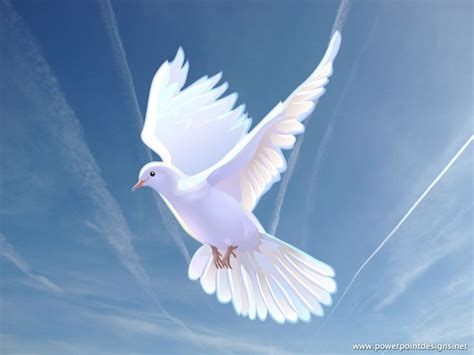 dove photo | Dove pictures, Dove images, Dove flying