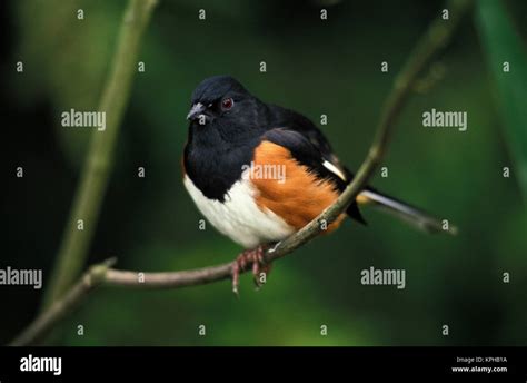 Male Rufous-sided Towhee (Pipilo erythrophthalmus Stock Photo - Alamy