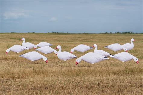 Pro-Grade Silhouette Decoys Canada Snow Goose - Simmons Sporting Goods