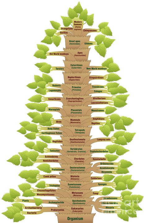 Human Evolution Tree Of Life Phylogenetic Digital Art by Peter Hermes ...